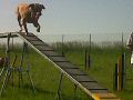 IMG00265-20120526-1727.jpg